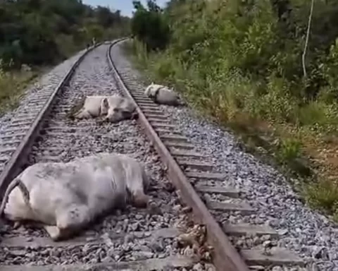 trem atropela vacas no Tocantins
