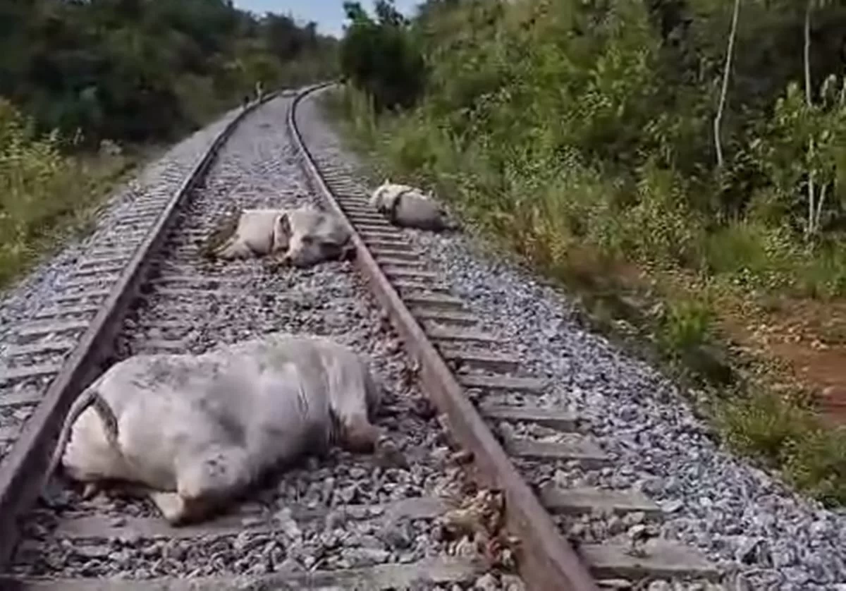 trem atropela vacas no Tocantins