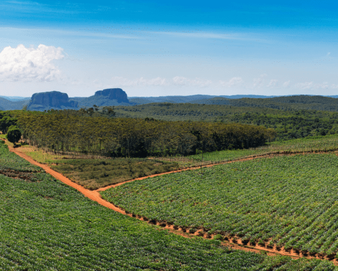 Projeto de Desenvolvimento da Agricultura Familiar e Extrativismo Pão da Terra no Bico do Papagaio.