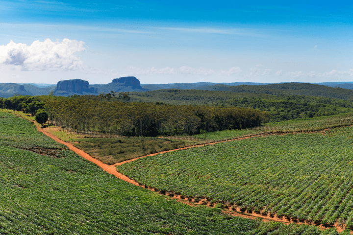 Projeto de Desenvolvimento da Agricultura Familiar e Extrativismo Pão da Terra no Bico do Papagaio.