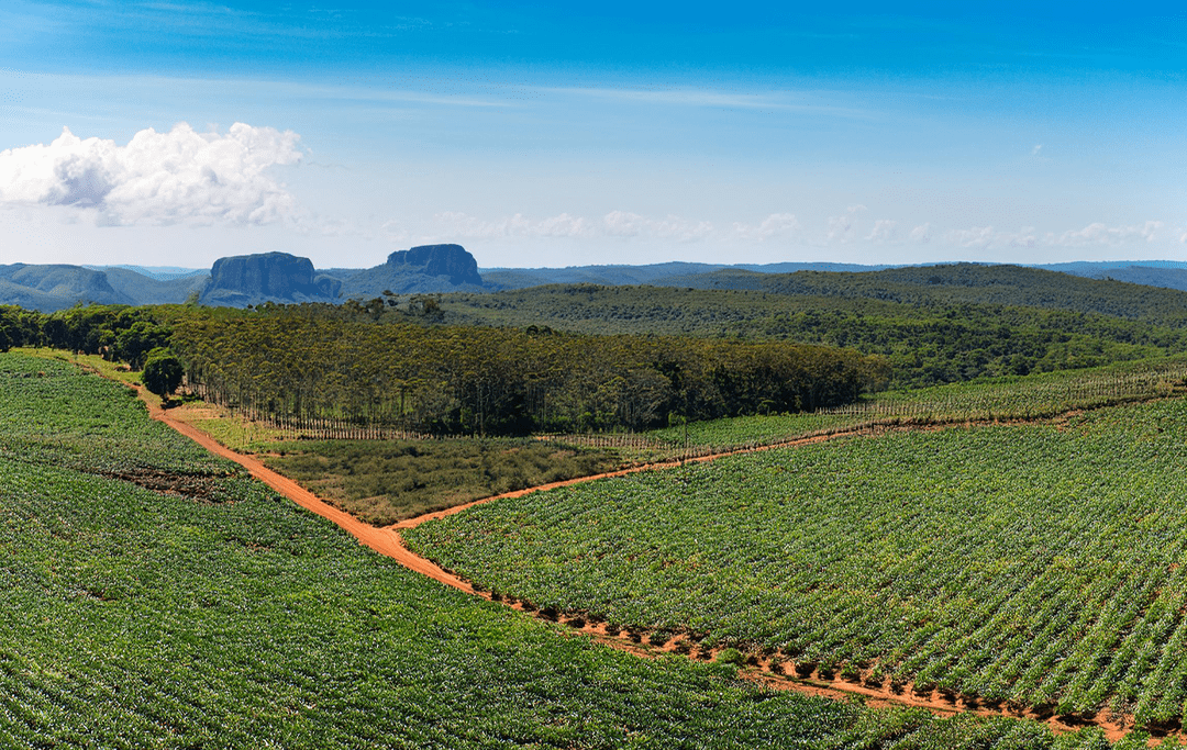 Projeto de Desenvolvimento da Agricultura Familiar e Extrativismo Pão da Terra no Bico do Papagaio.