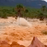 Captura de Tela 2025 12 19 as 11.39.02.png