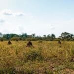 View african nature landscape with vegetation trees
