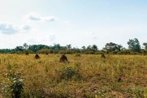 View african nature landscape with vegetation trees
