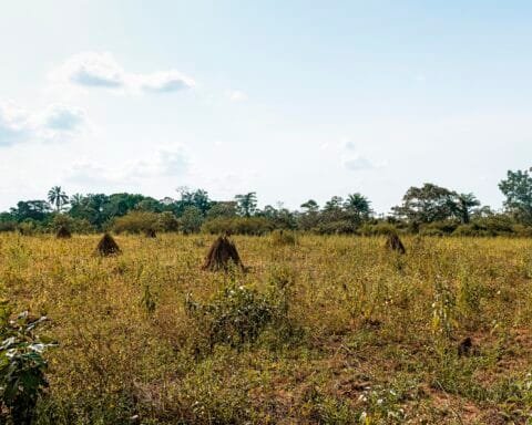 View african nature landscape with vegetation trees