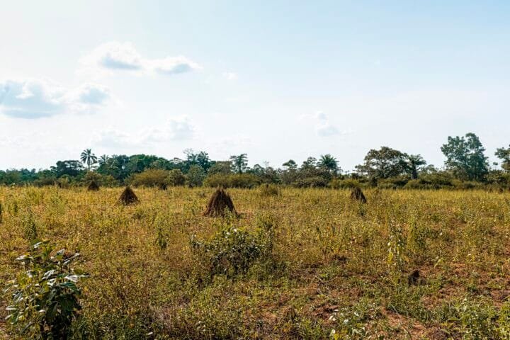 View african nature landscape with vegetation trees