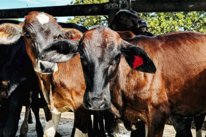 Primeira etapa da vacinação contra a brucelose encerra em 30 de junho