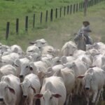 Araguatins tem maior rebanho bovino entre três maiores cidades do Bico; Augustinópolis lidera em concentração por área Img 3854 1.jpg
